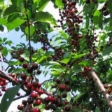 Sveobuhvatna njega trešanja za veliku berbu